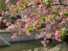 -海棠花溪(元大都城垣遗址公园)