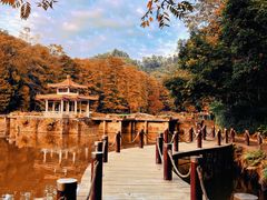 -深圳仙湖植物园