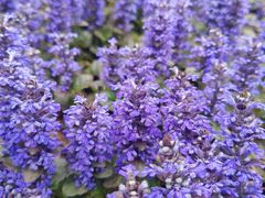 -昆山城市生态森林公园