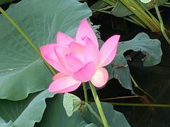 -荔湾湖公园