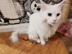 -猫小院猫主题餐厅(三里屯店)