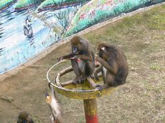 -西霞口神雕山野生动物世界