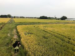 -七的湖·晚芳亭·阳澄湖农家菜·大闸蟹(莲花岛店)