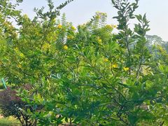 -东莞植物园
