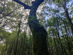 -杭州植物园