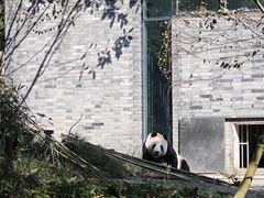 -都江堰中华大熊猫苑