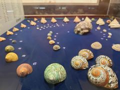 -青岛贝壳博物馆