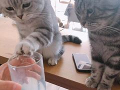 -平行世界·猫咖(首经贸店)