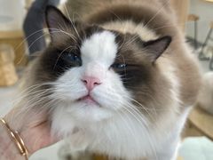 -Heymao猫咖.咖啡厅(东门店)