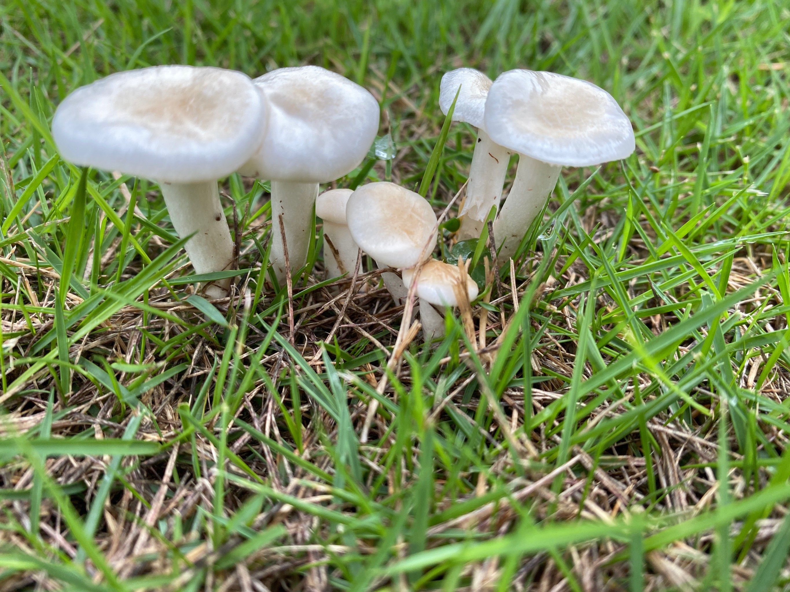 白伞伞,不能吃!