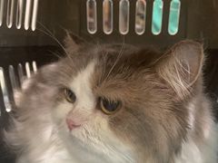 -瑞派宠物医院·犬猫全科·猫友好(宾水西道店)