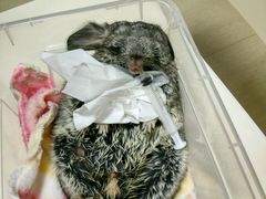 -雨林宠物医院 非犬猫异宠专科