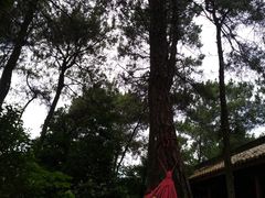 -铁山坪森林公园