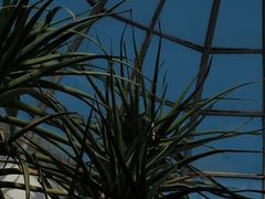 -深圳市中科院仙湖植物园