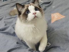 -lincat·猫舍(广州店)