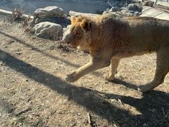 -石家庄市动物园