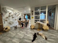 -楼上猫咖(罗湖店)