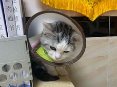 -安安宠医·安宠宠物医院