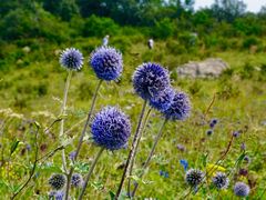 -白草畔自然风景区