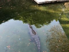 -深圳野生动物园