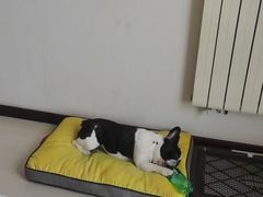-波姐宠物家庭寄养