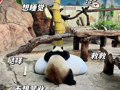 -广州长隆野生动物世界