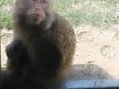 -武汉紫薇都市田园