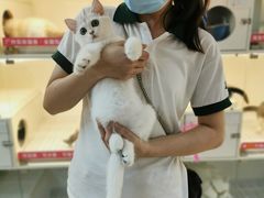 -lincat·猫舍(广州店)