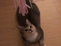 -东方名猫馆·英短金渐层布偶猫舍(环线广场1号楼店)