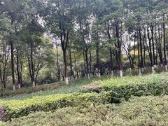 -重庆彩云湖湿地公园
