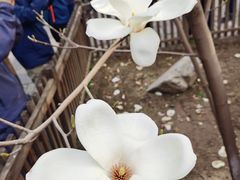 -大觉寺-停车场