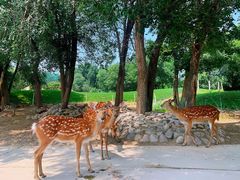 -北京野生动物园