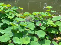 -巡塘古镇