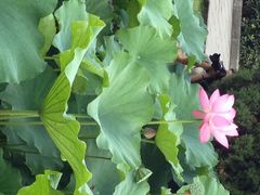 iphone_upload_pic-四川大学(华西校区)