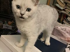 -翊宠yipet猫狗购宠庄园犬舍•猫舍