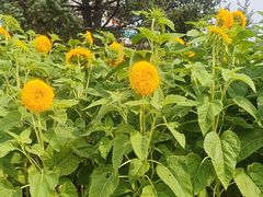 -北陵公园