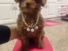 -瑞派福兴宠物医院犬猫全科·骨科·中西医结合(河东店)