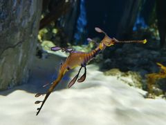 -新加坡海洋生态馆