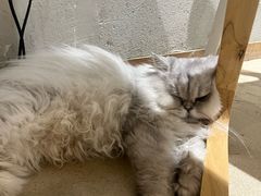 -藏猫猫咖啡主题馆(中央大道店)