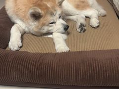 -美联众合动物医院·24h转诊中心