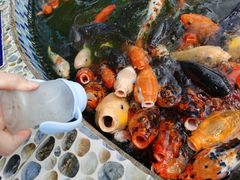 -南湖梦幻岛