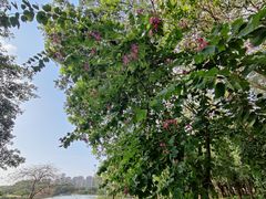 -东莞植物园