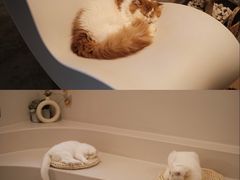 -More Fun猫咖 二十只万元加菲主题