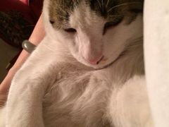 iphone_upload_pic-海边的猫和咖啡馆