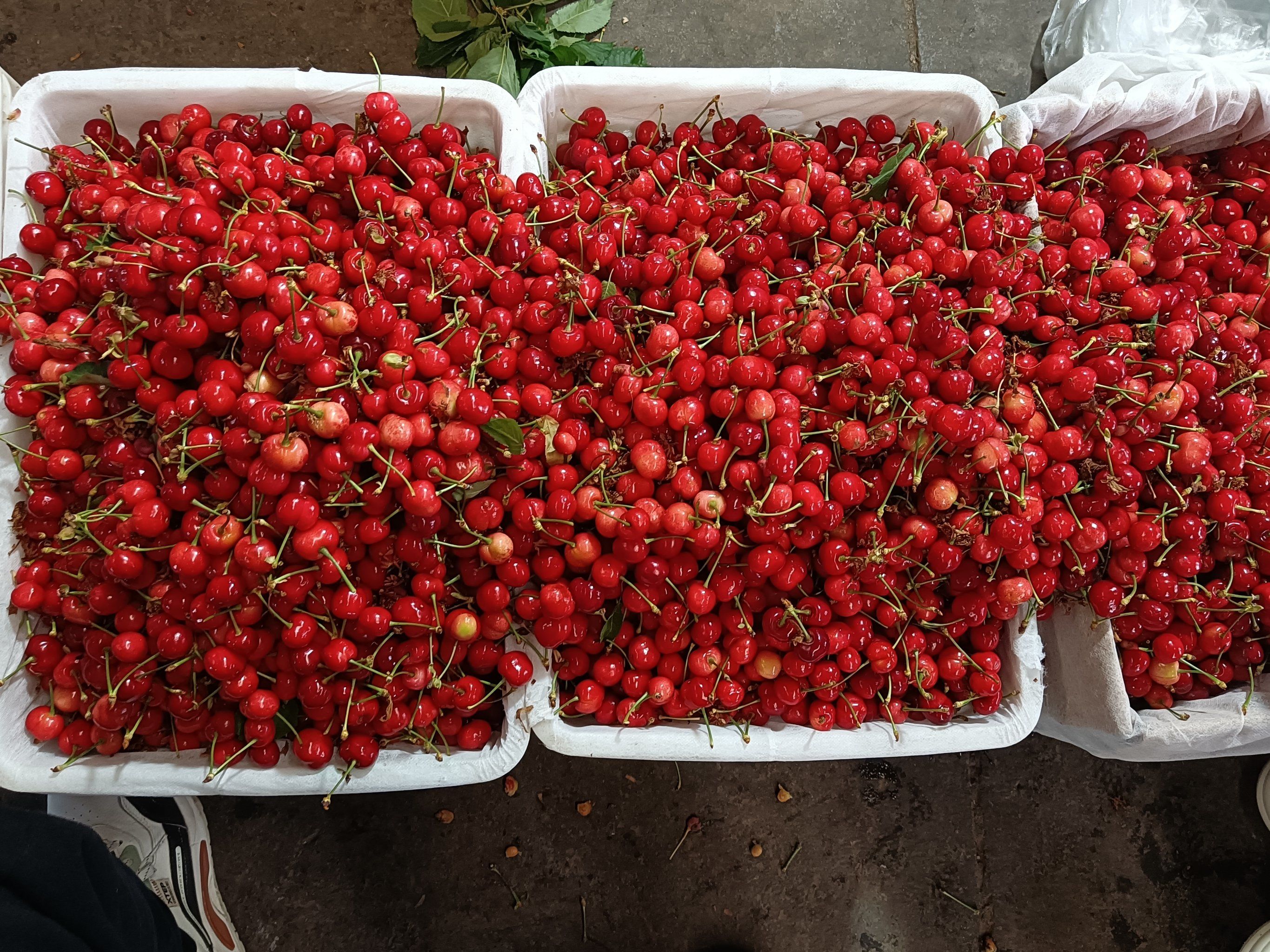 又到了吃樱桃的季节