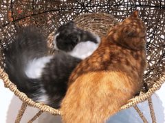 -飞行喵MR PILOT|猫舍·猫咖(静安大融城店)