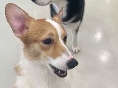 -共舞时光猫咖·狗咖(新街口店)