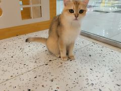-猫域·湾主题猫咖·宠物吧(南坪城市广场店)
