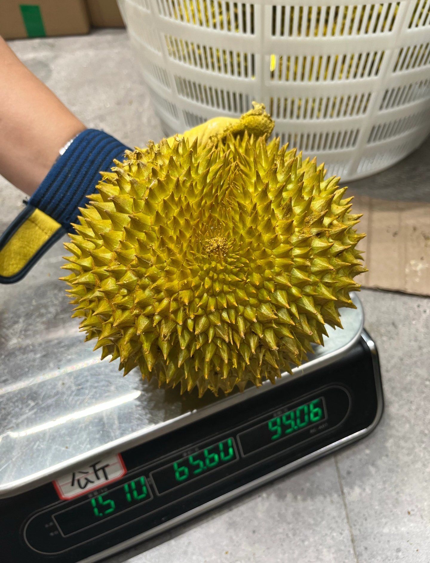 长沙买卖榴莲的网站_长沙榴莲现在市场的价多少