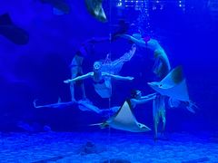 -烟台海昌鲸鲨海洋公园